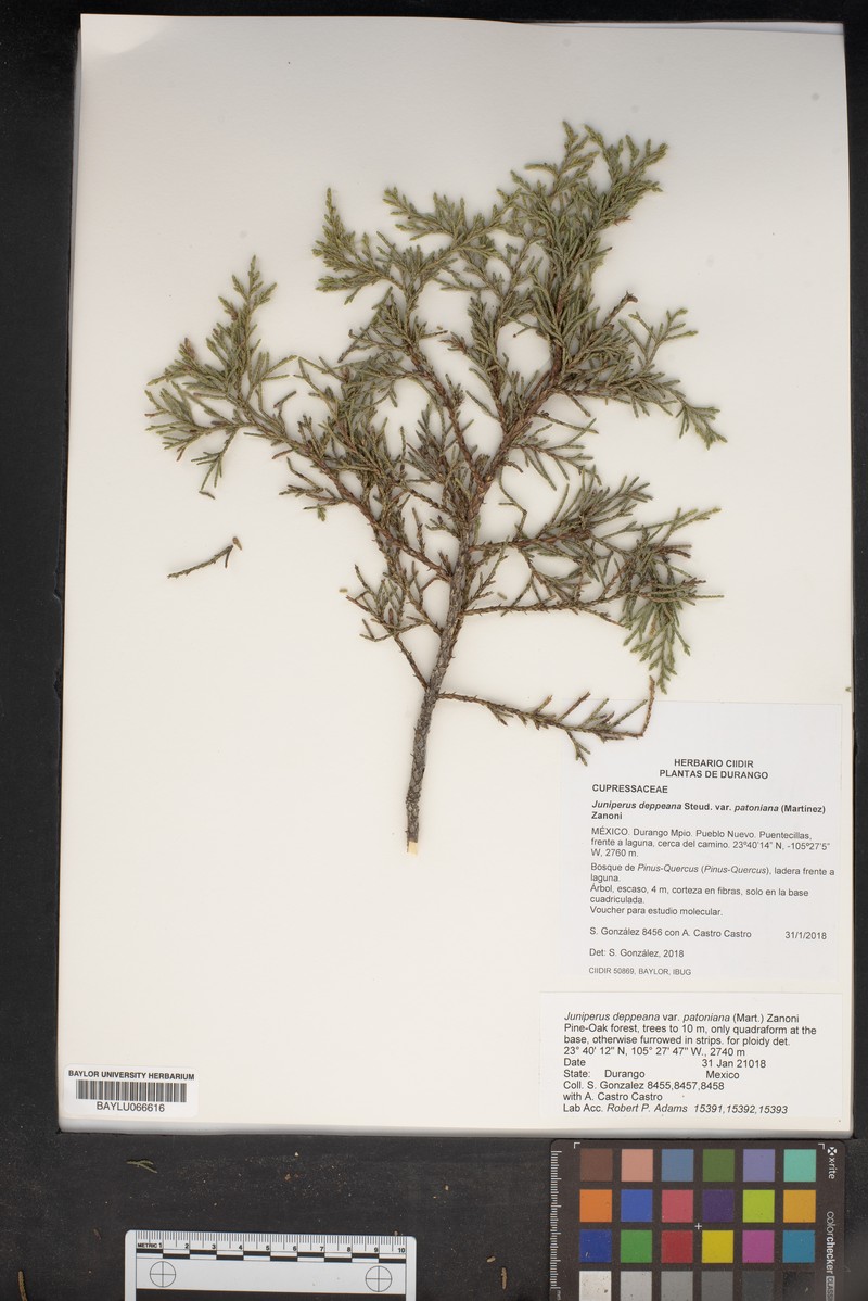 Juniperus deppeana var. patoniana photo 3