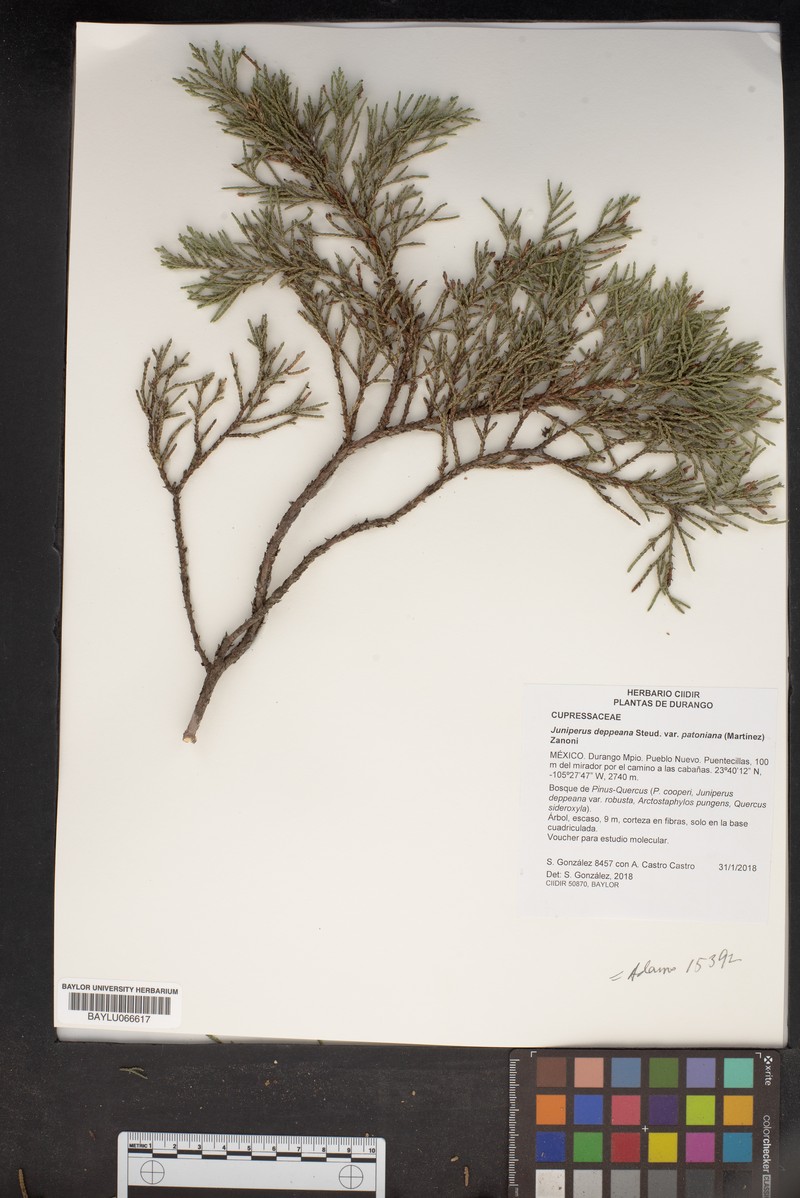 Juniperus deppeana var. patoniana photo 4