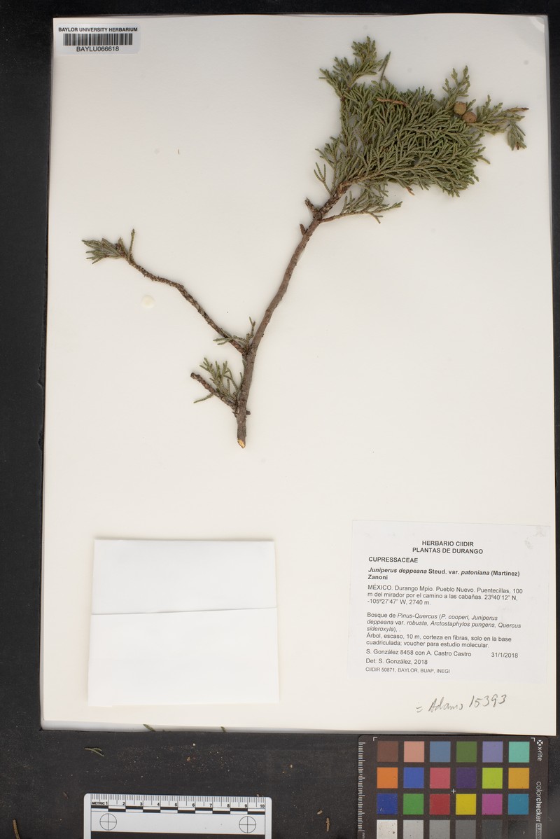 Juniperus deppeana var. patoniana photo 5