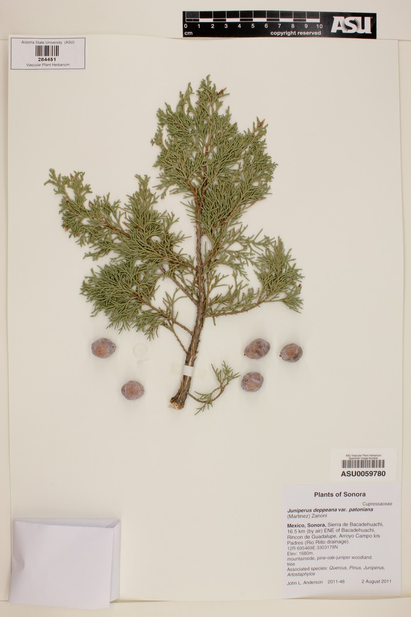 Juniperus deppeana var. patoniana photo 6