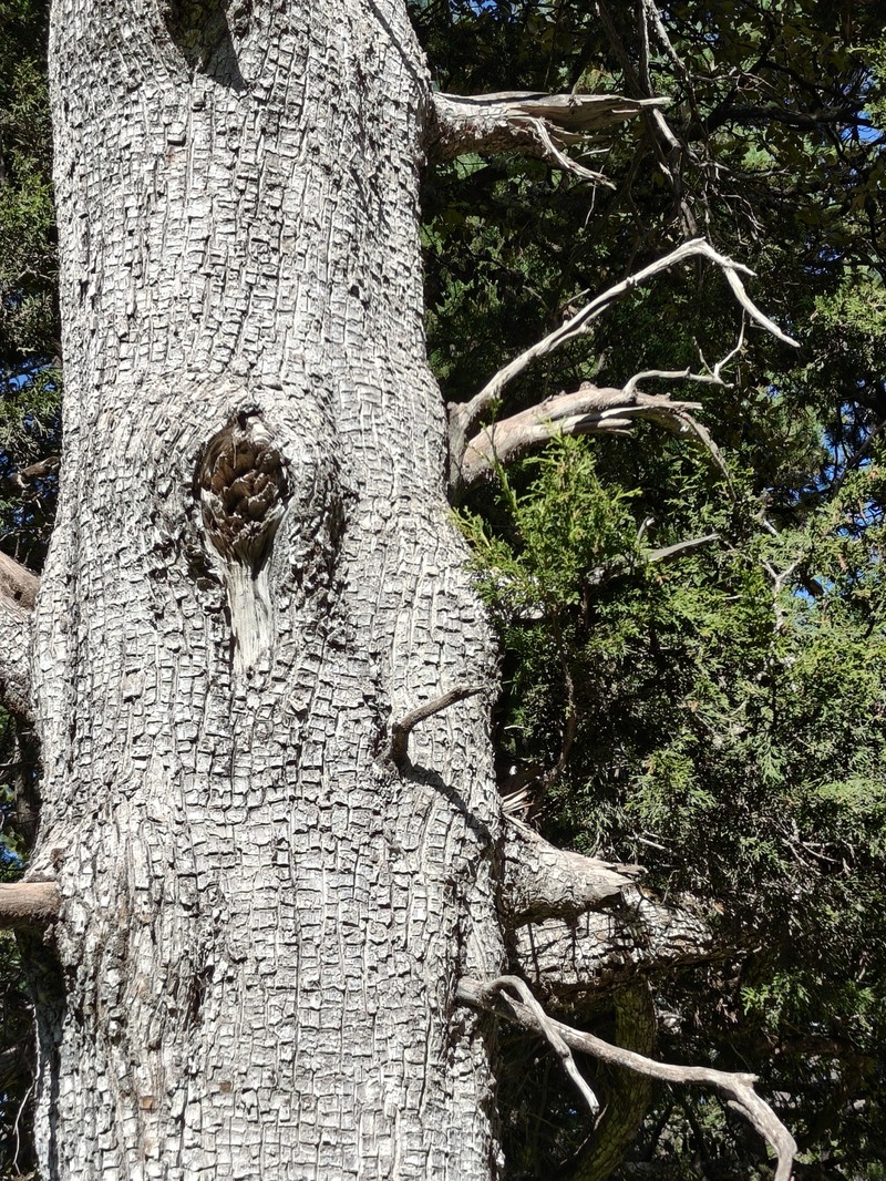 Juniperus deppeana var. robusta