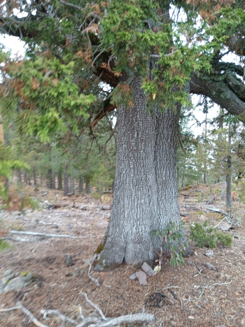 Juniperus deppeana var. robusta photo 3