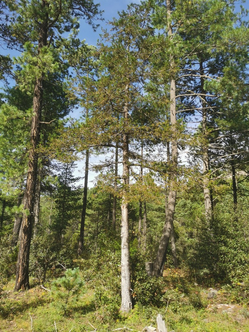 Juniperus deppeana var. robusta photo 4