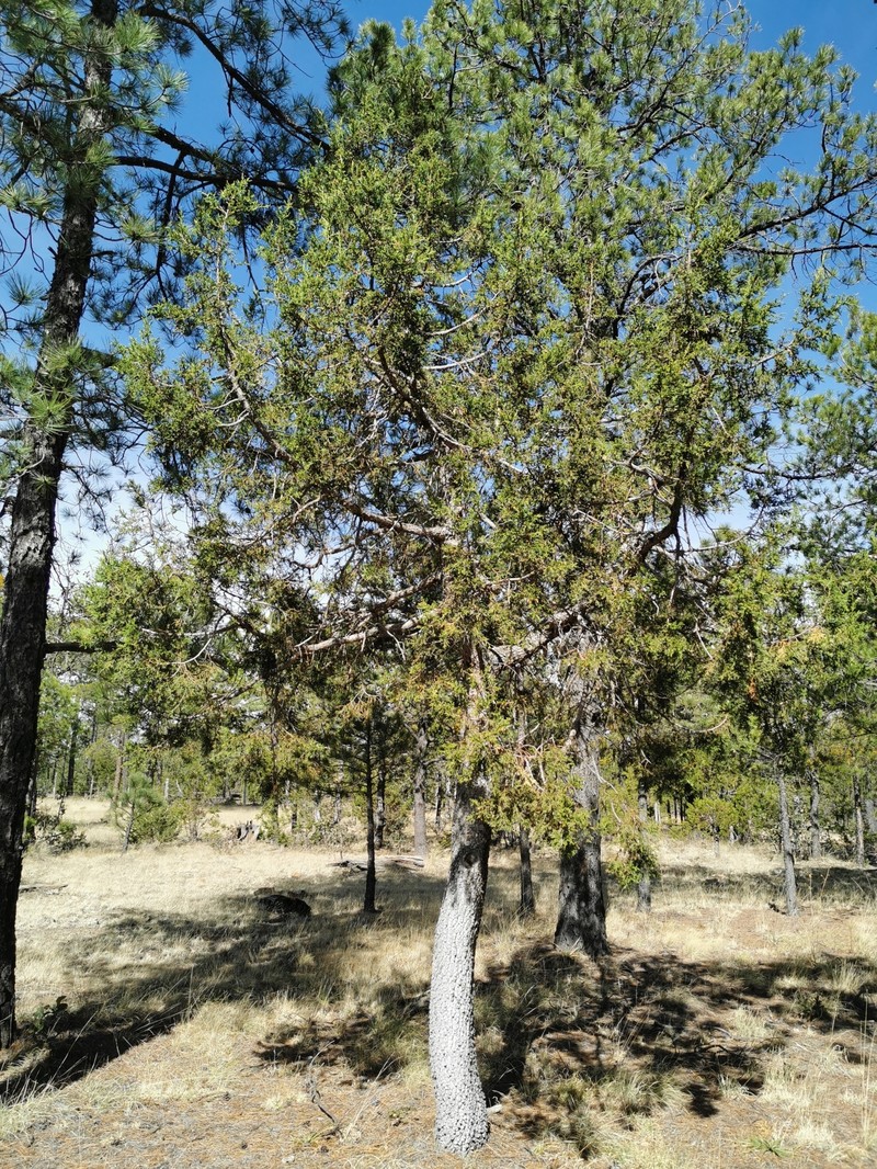 Juniperus deppeana var. robusta photo 6