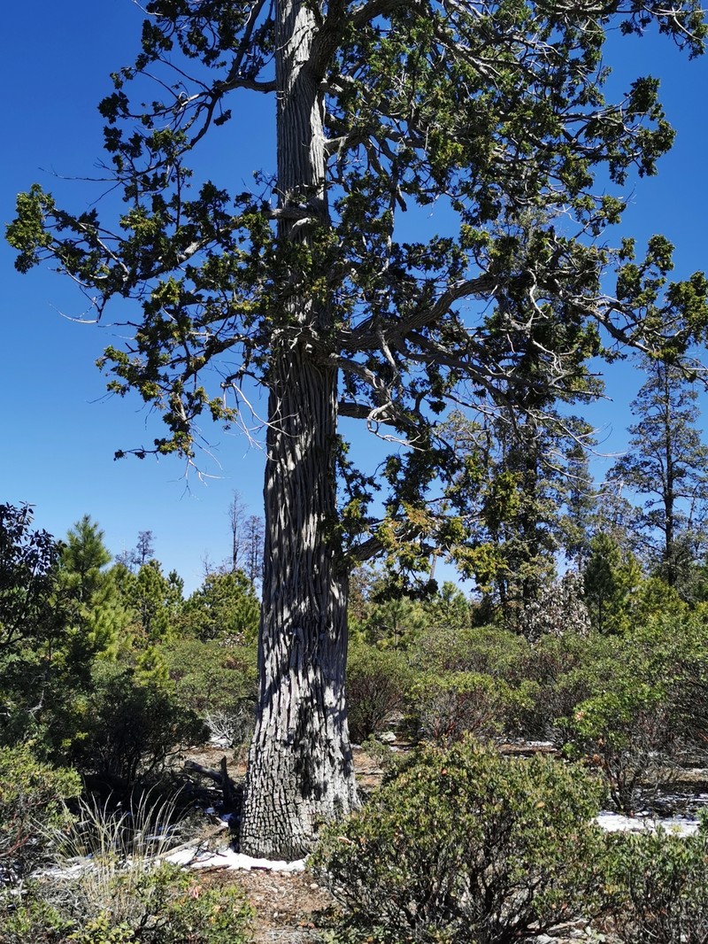 Juniperus deppeana var. robusta photo 7