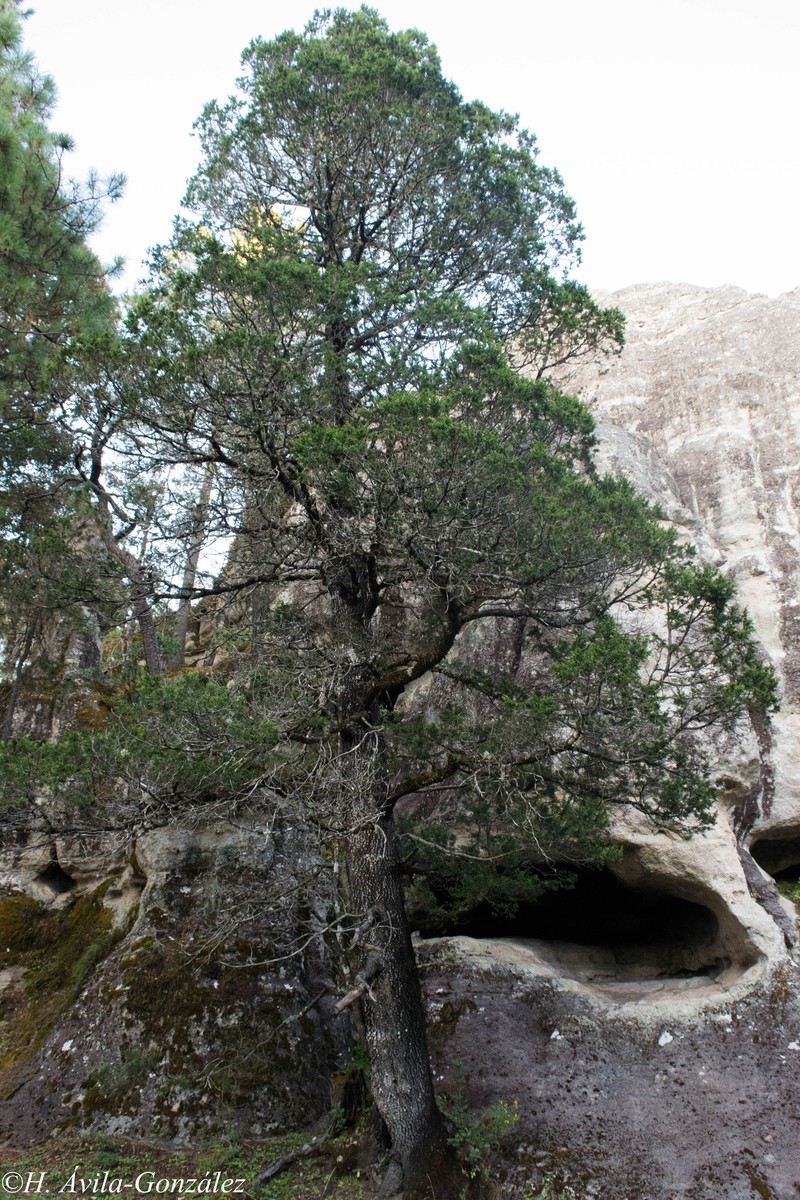 Juniperus deppeana var. robusta photo 8