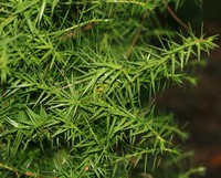 Syrian Juniper