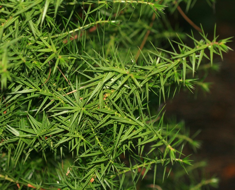 Syrian Juniper