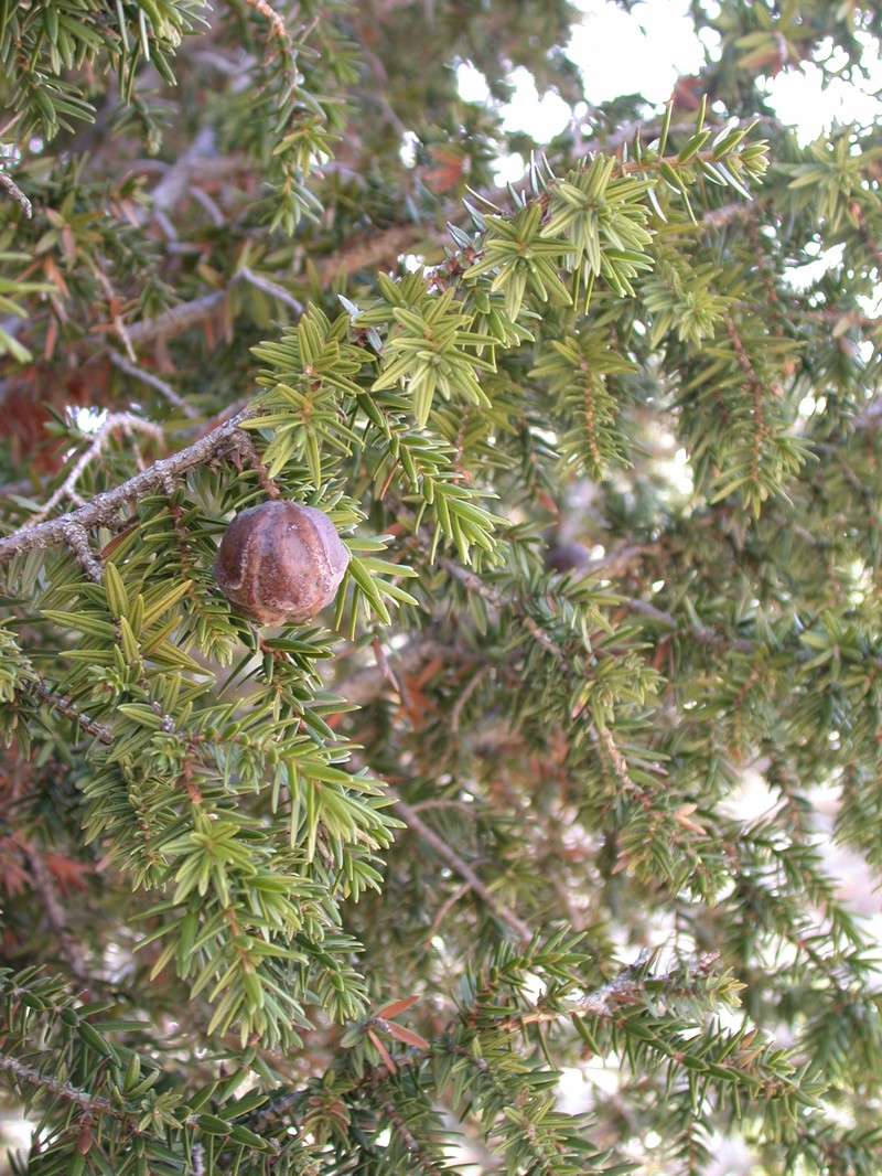 Syrian Juniper photo 2