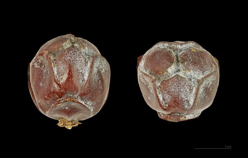 Syrian Juniper photo 3