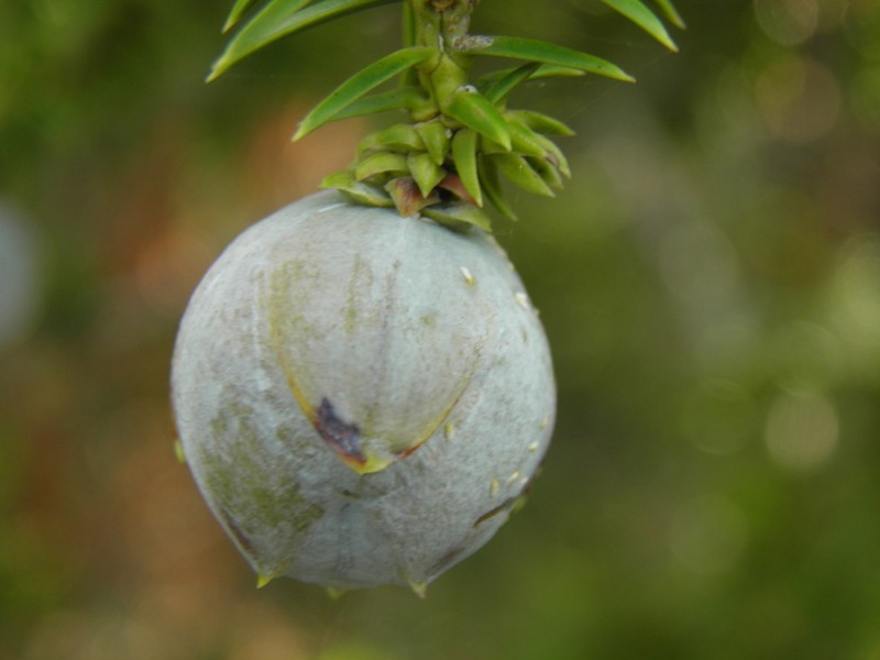 Syrian Juniper photo 4