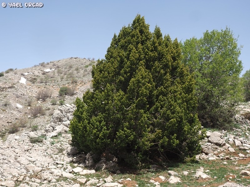 Syrian Juniper photo 5