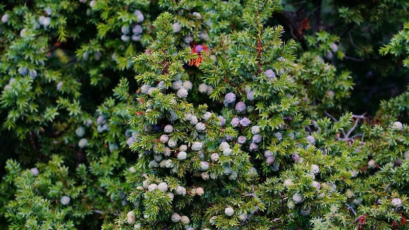 Syrian Juniper photo 6