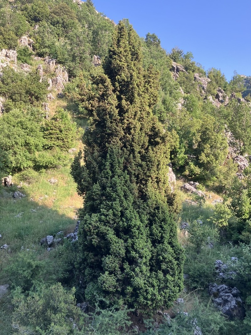 Syrian Juniper photo 7