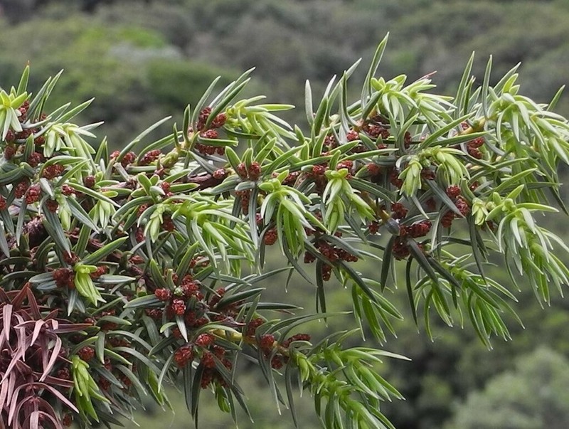 Syrian Juniper photo 8