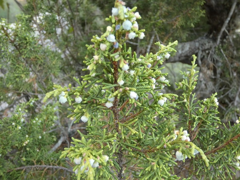 Juniperus durangensis