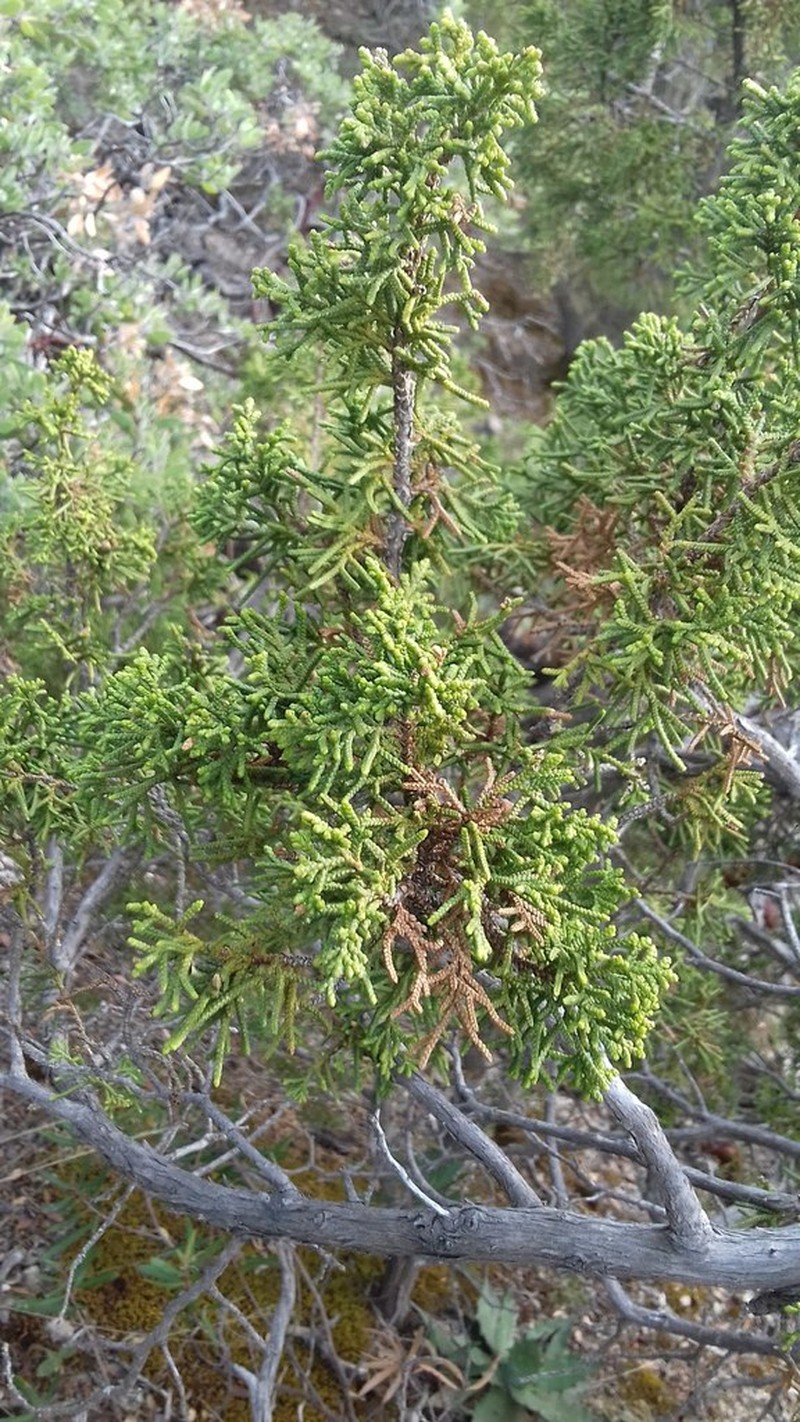 Juniperus durangensis photo 2
