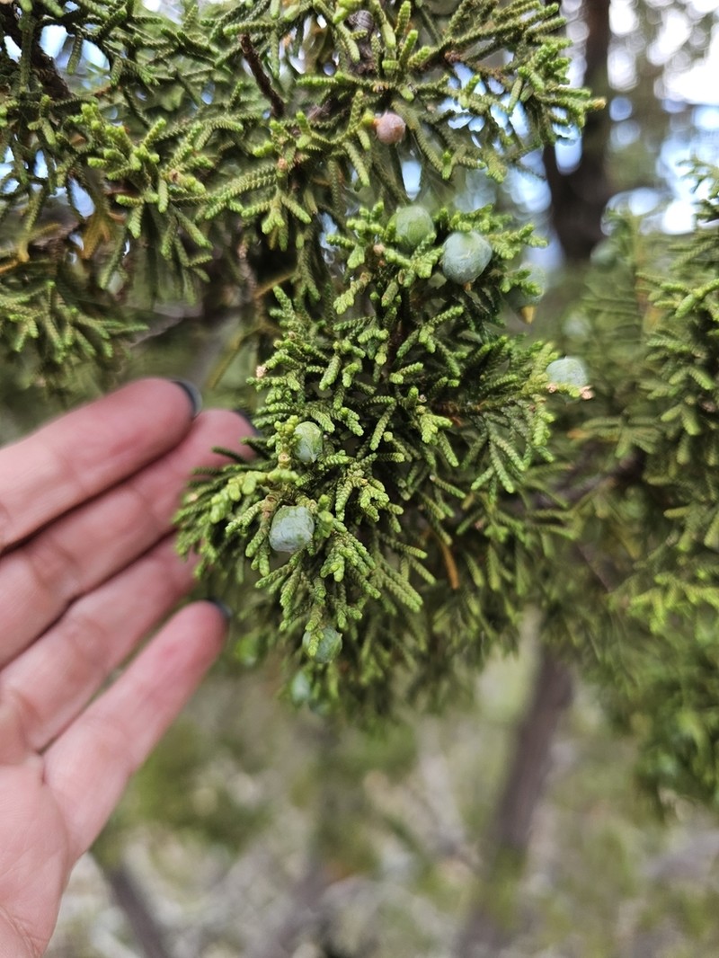 Juniperus durangensis photo 3