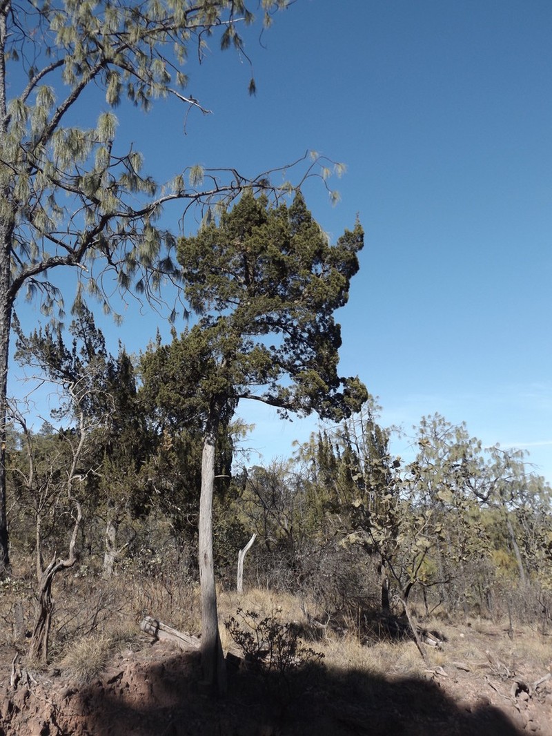 Juniperus durangensis photo 4