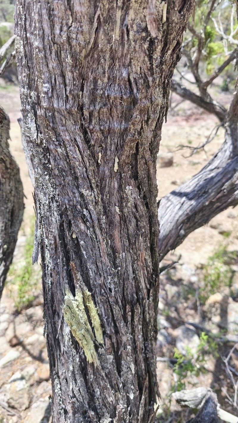 Juniperus durangensis photo 5