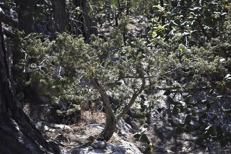 Juniperus durangensis photo 6