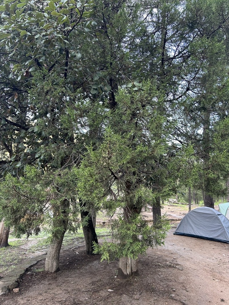 Juniperus durangensis photo 7
