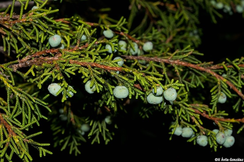 Juniperus durangensis photo 8