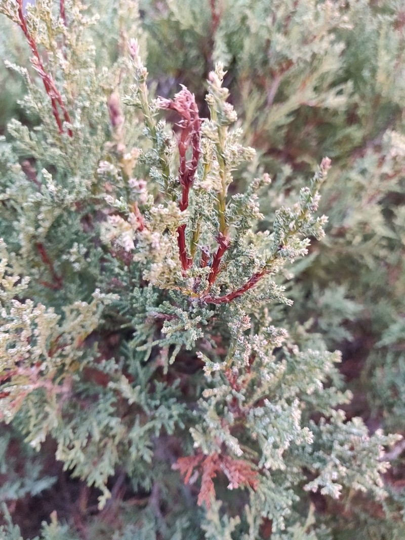 Grecian Juniper photo 2