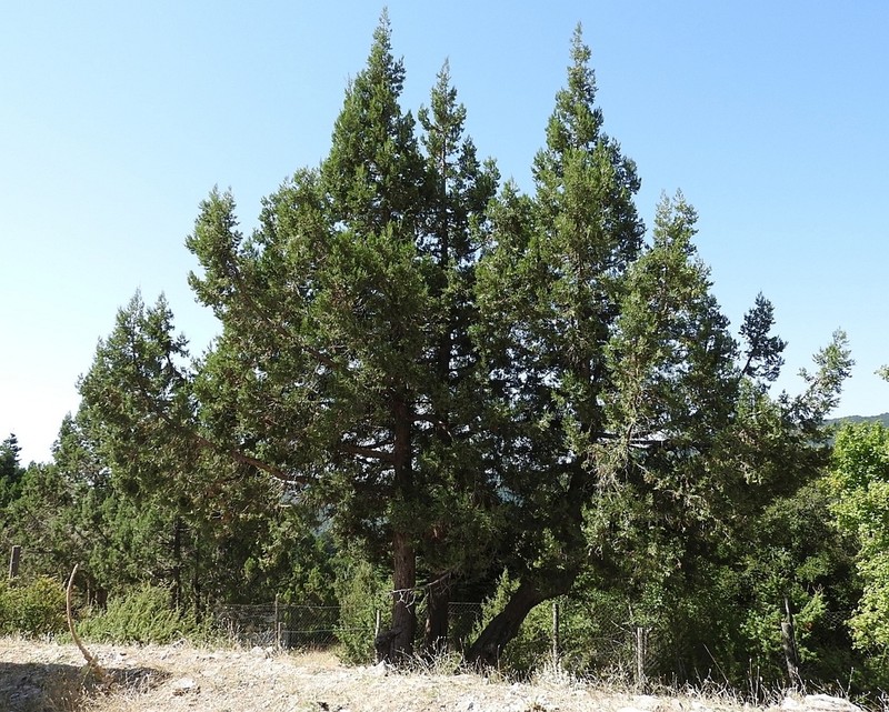 Grecian Juniper photo 3