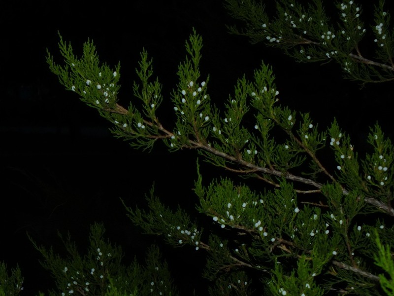 Grecian Juniper photo 4