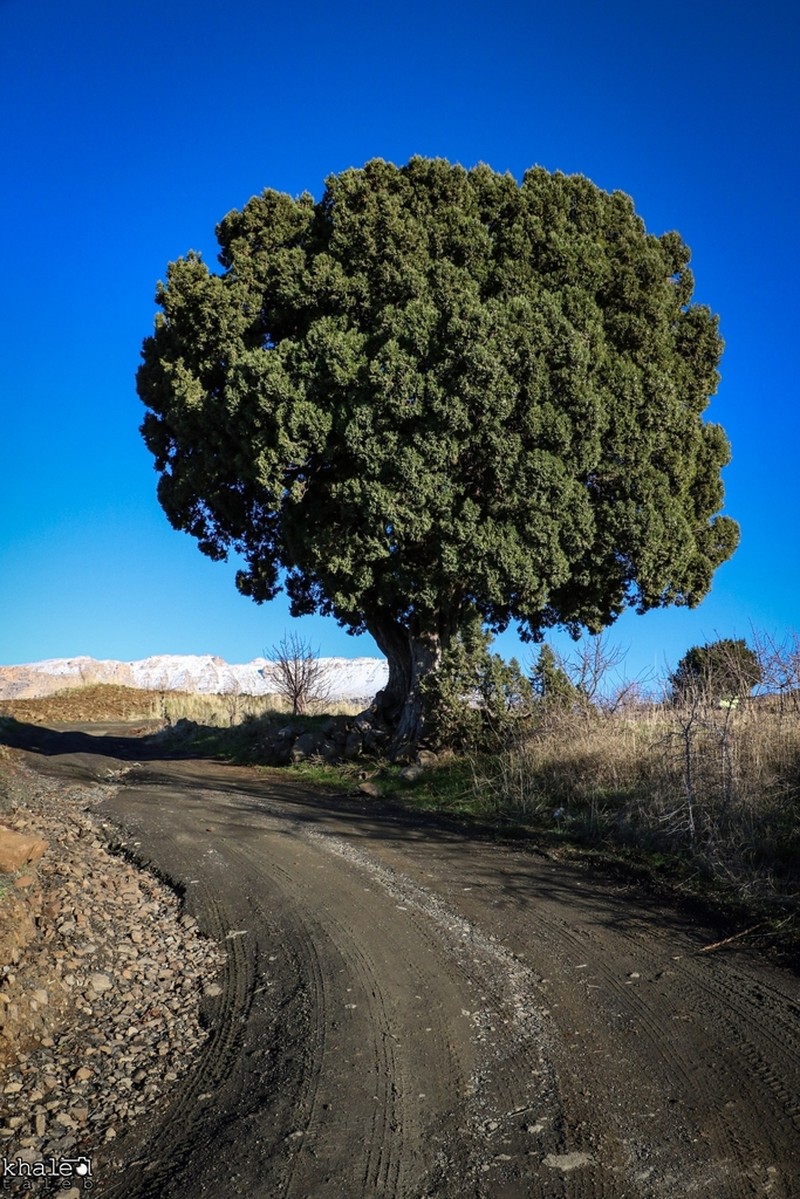 Grecian Juniper photo 5