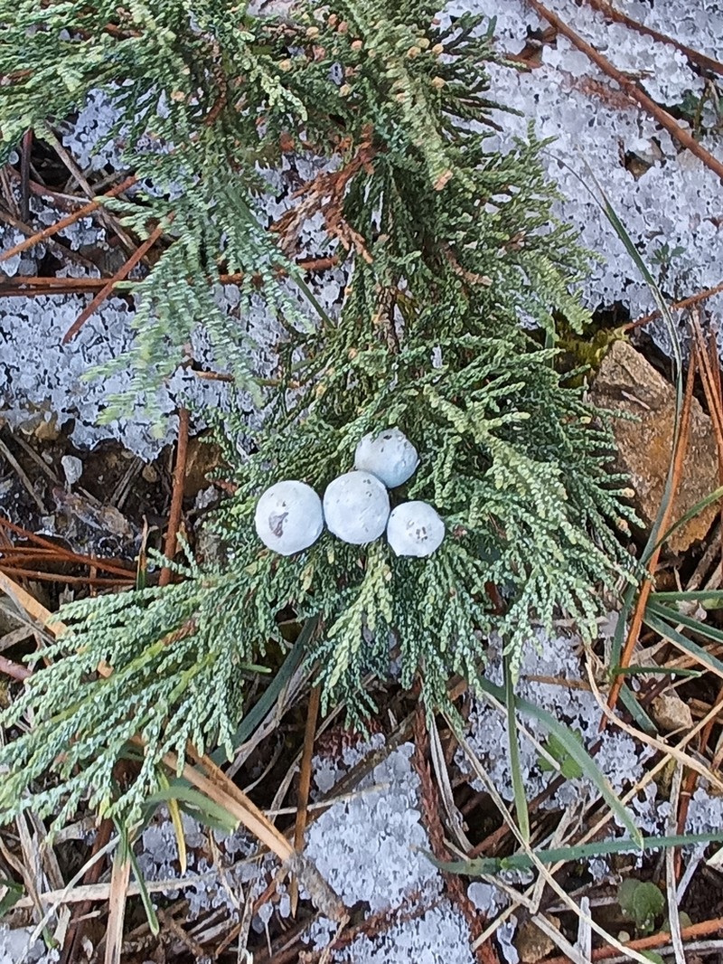 Grecian Juniper photo 6