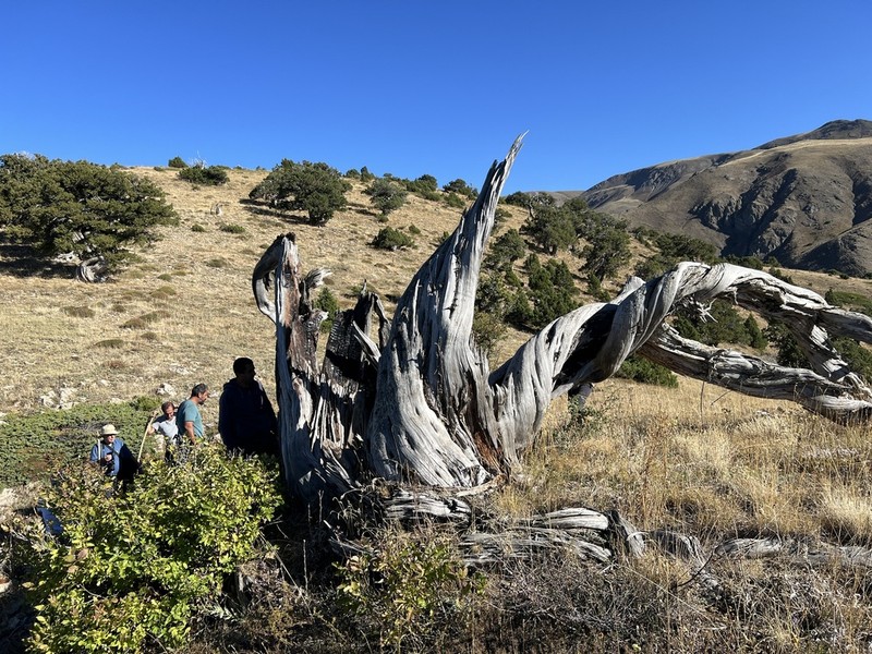 Grecian Juniper photo 7