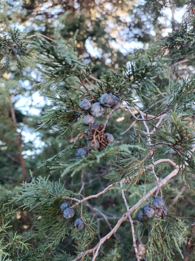 Grecian Juniper photo 8