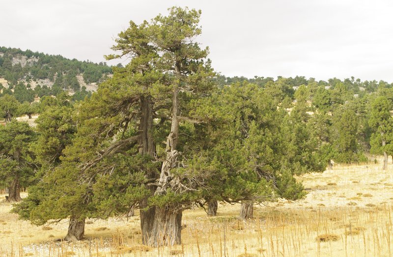 Grecian Juniper