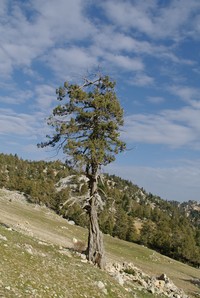 Grecian Juniper