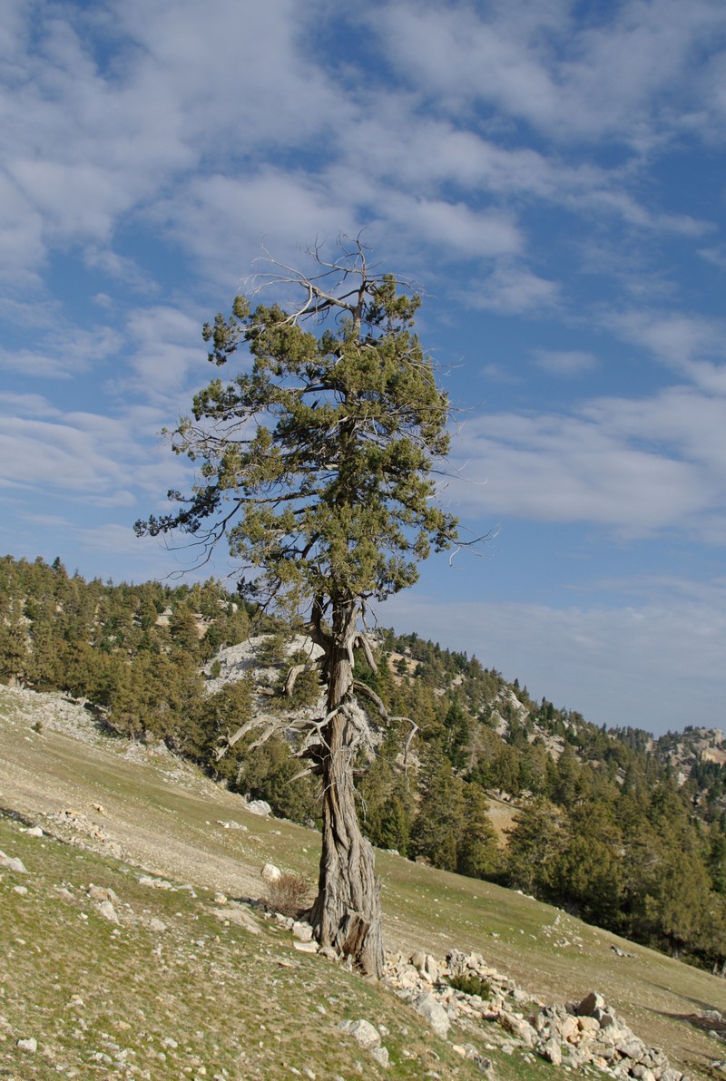 Grecian Juniper