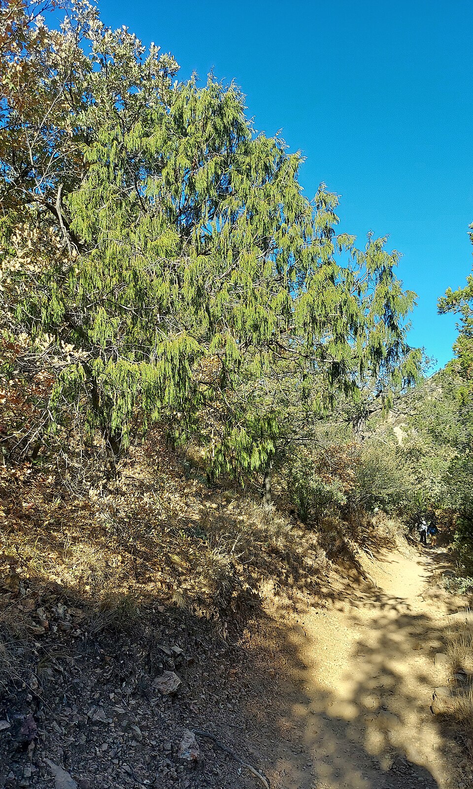 Drooping Juniper photo 2
