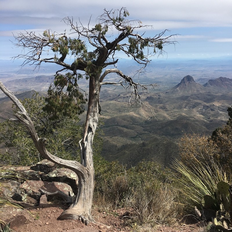 Drooping Juniper
