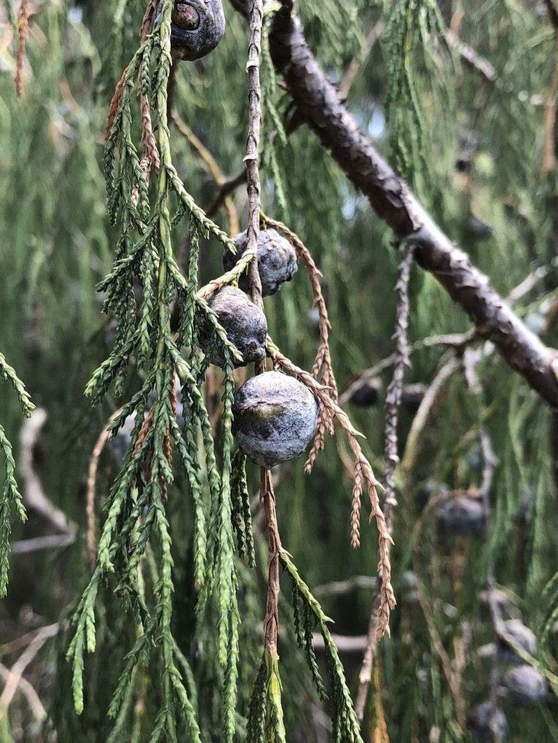 Drooping Juniper photo 2