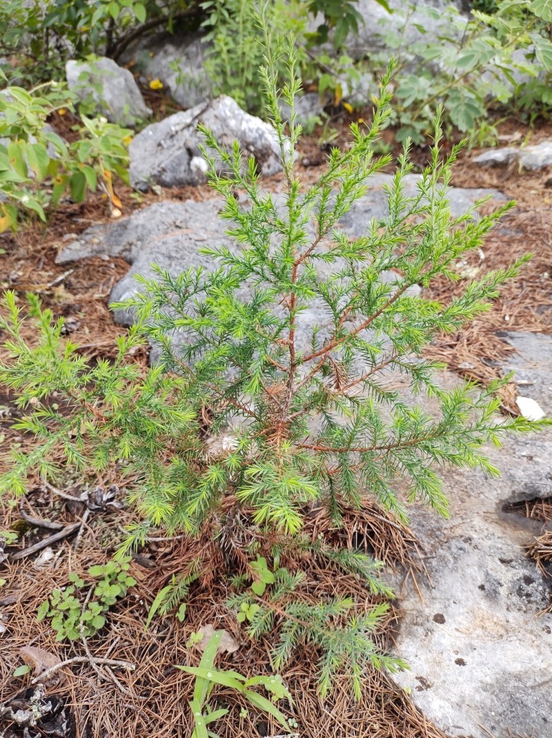Drooping Juniper photo 3