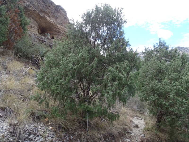 Drooping Juniper photo 4