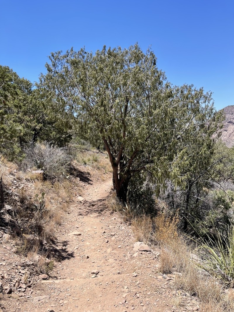 Drooping Juniper photo 5