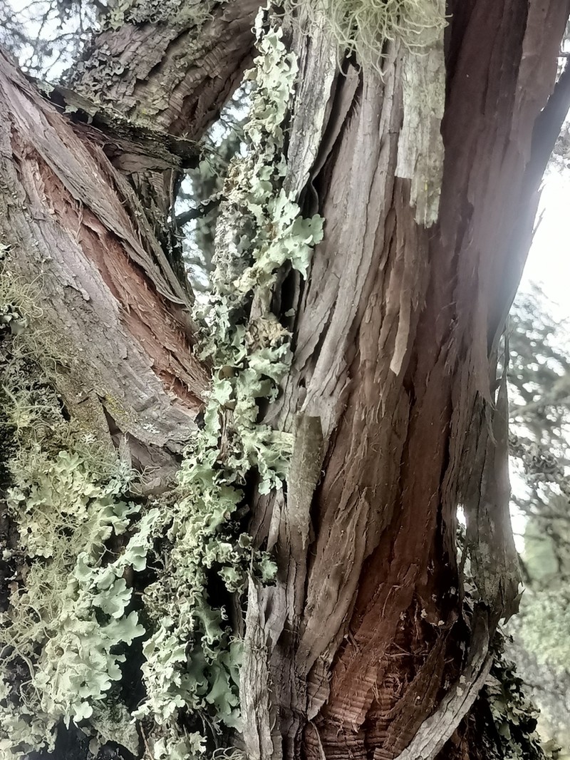 Drooping Juniper photo 6