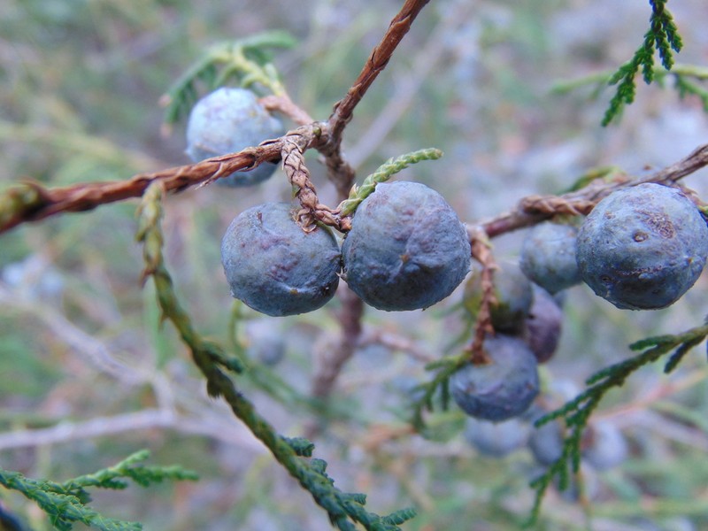Drooping Juniper photo 7
