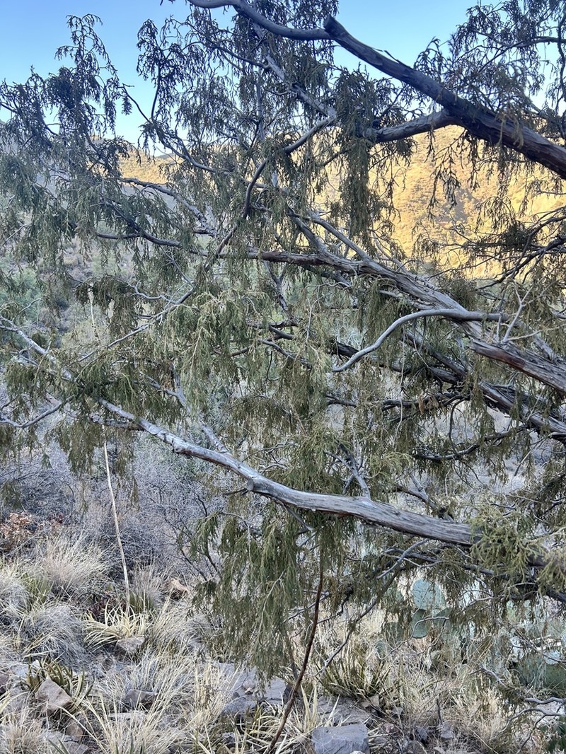 Drooping Juniper photo 8