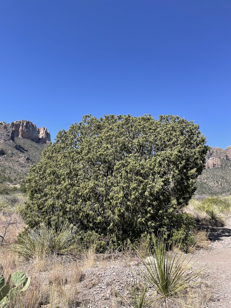 Juniperus flaccida var. flaccida