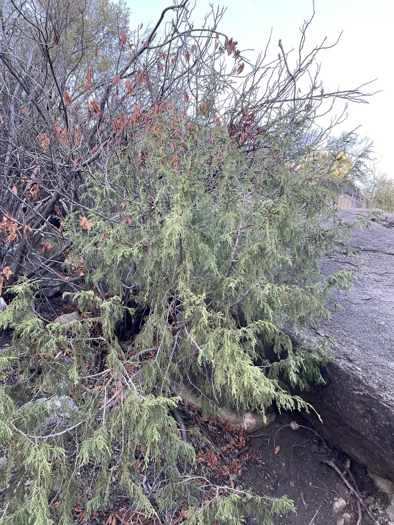Juniperus flaccida var. flaccida photo 2