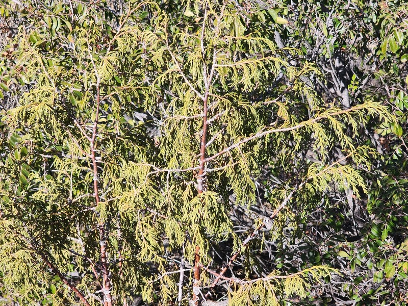 Juniperus flaccida var. flaccida photo 4