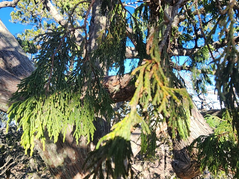 Juniperus flaccida var. flaccida photo 5